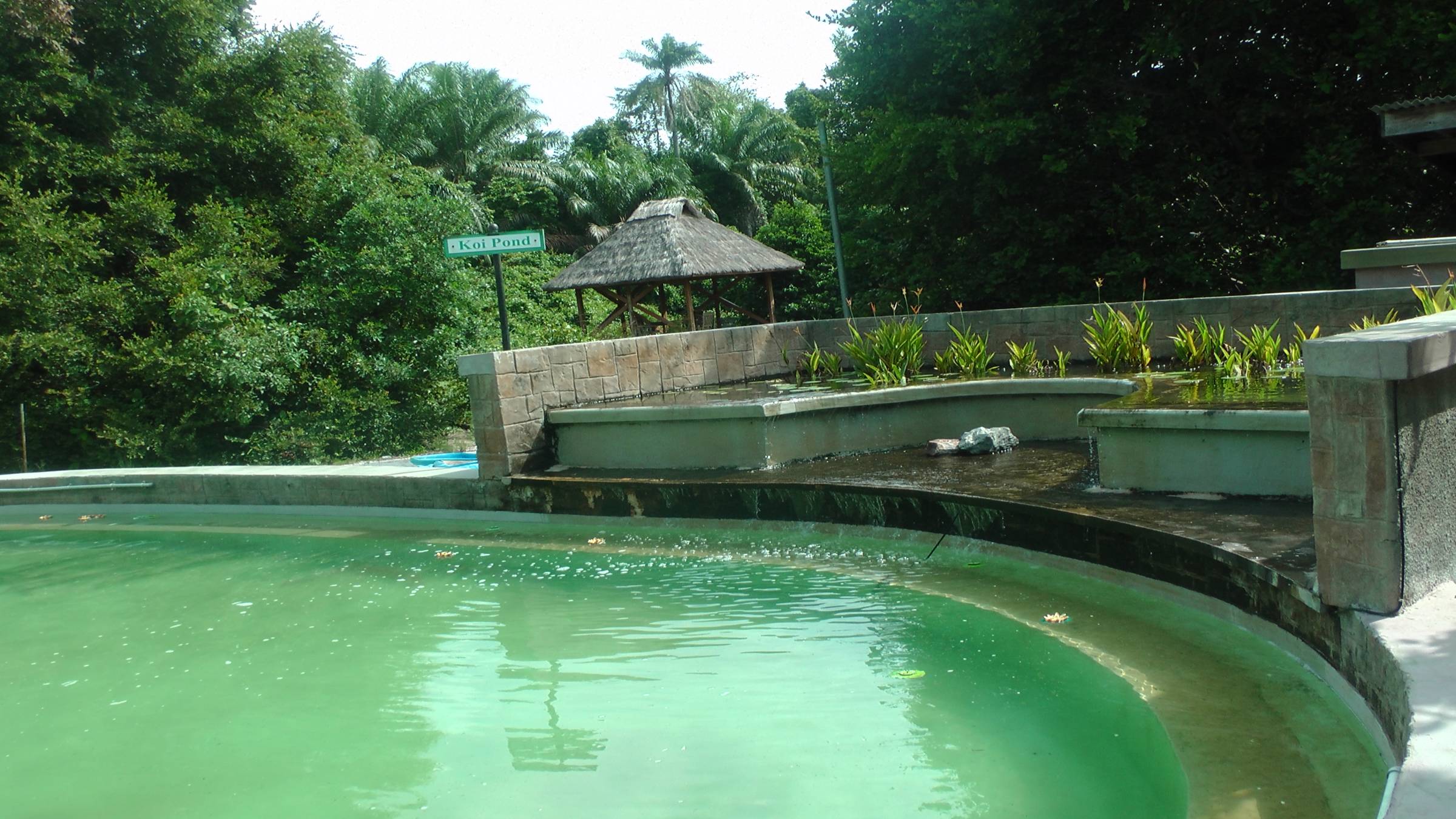 The Koi pond at Lekki conservation centre Lagos Nigeria