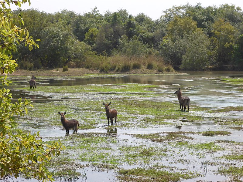 Yankari game reserve Bauchi state